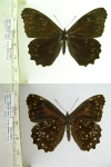 Pseudomaniola
