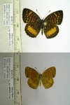 Higginsius