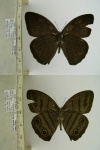 Megeuptychia