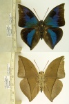 Anaeomorpha