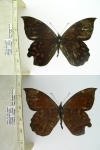 Apexacuta