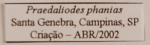 Praepedaliodes