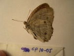 Hallelesis