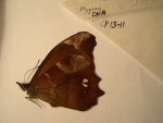 Mygona
