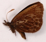 Idioneurula