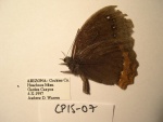 Gyrocheilus