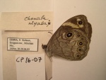Chonala