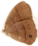Coeruleotaygetis