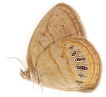 Neonympha
