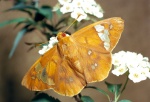 Chaetocneme