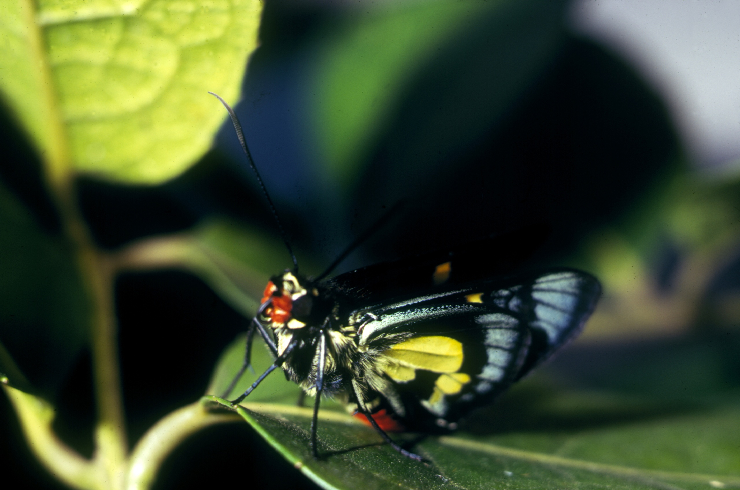 Euschemon