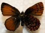 Incisalia