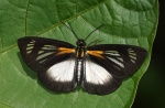 Cabirus