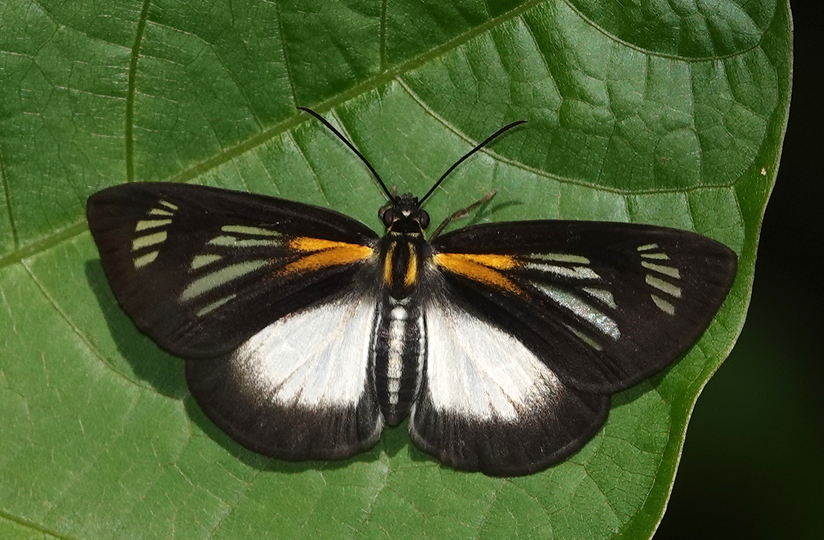 Cabirus (Род)