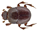 Polygonus