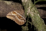 Caligopsis