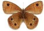 Calisto