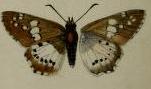 Calleagris