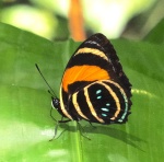 Lycas