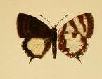 Callictita