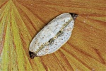 Callidrepana