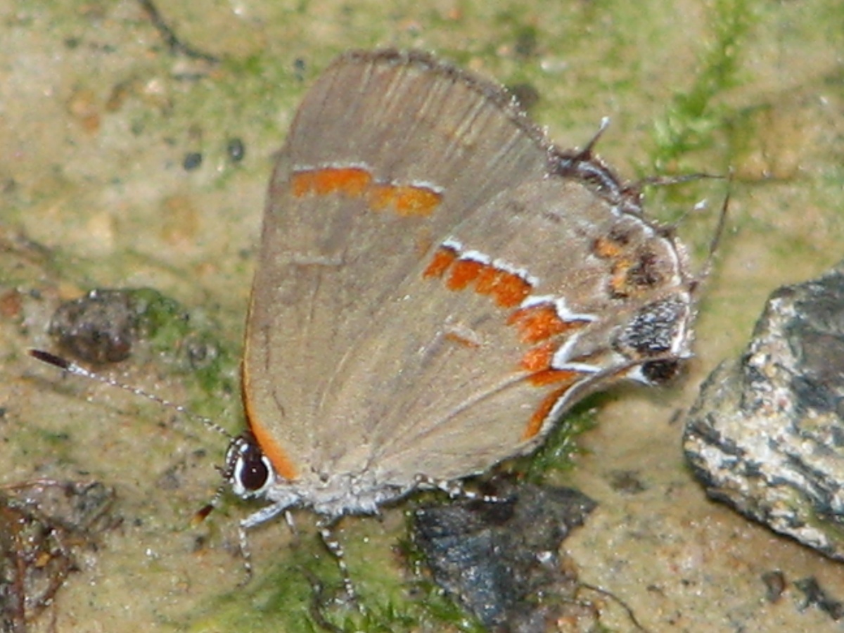 Calycopis (Род)