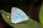 Nepheronia