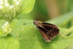 Nyctelius