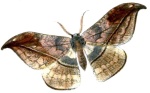 Canucha