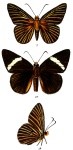 Подсемейство: Pyrginae

	Триба: Celaenorrhini

	Capila