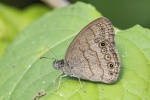 Hermeuptychia