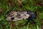 Xyleutes