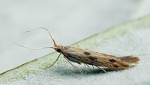 Carpochena