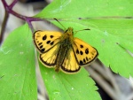 Carterocephalus