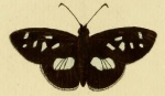 Moeros