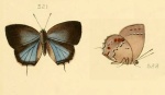 Magnastigma