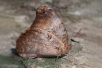 Selenophanes