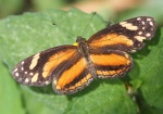 Castilia