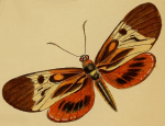 Duboisvalia