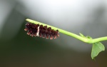 Pachliopta