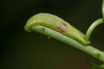 Loxura