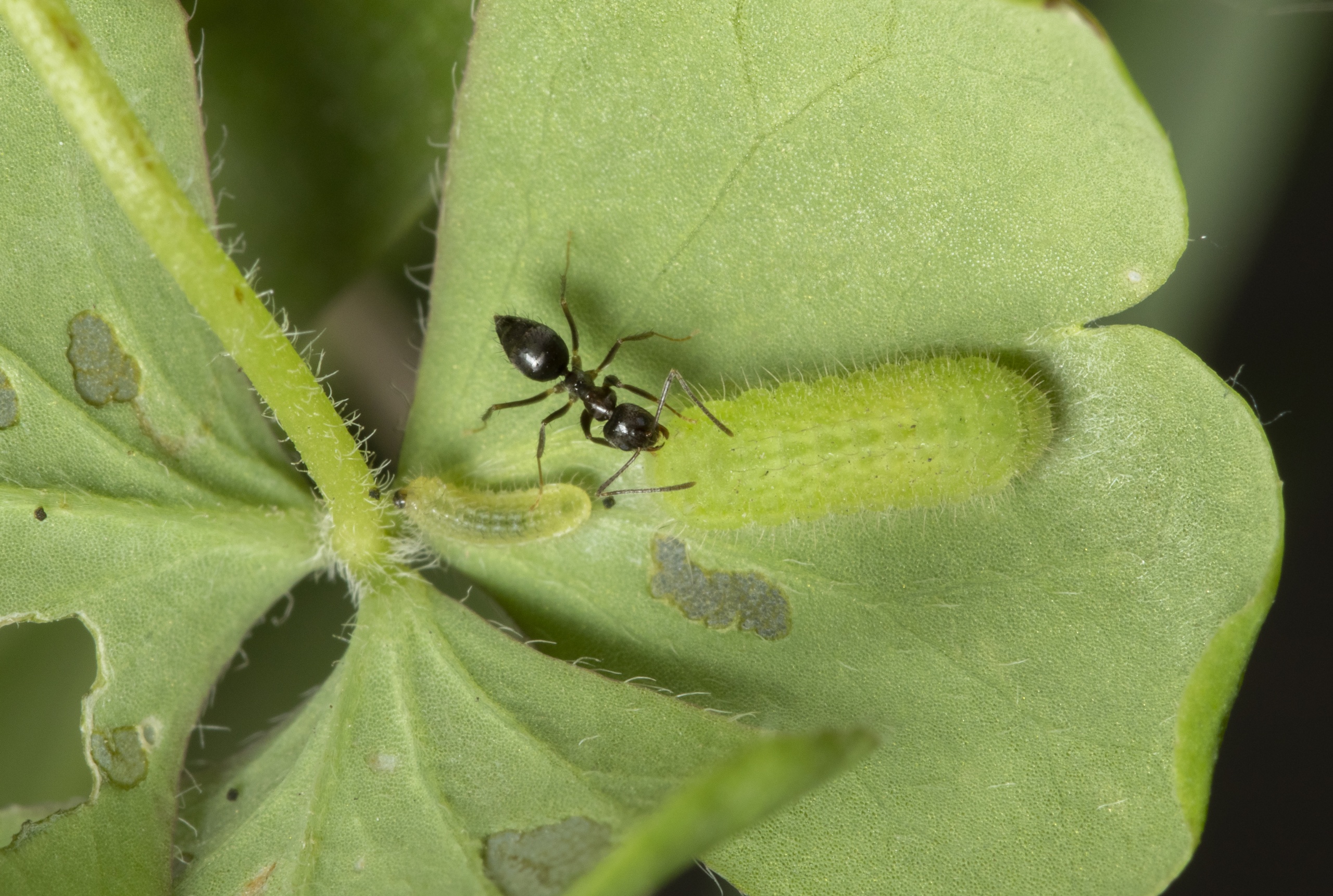 Pseudozizeeria (Род)