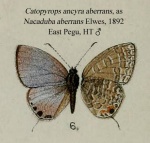 Catopyrops