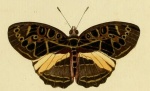 Catuna