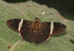 Paracogia