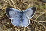 Celastrina
