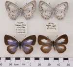 Celatoxia