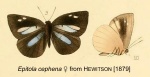 Cephetola