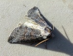Ceranemota