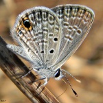 Hemiargus